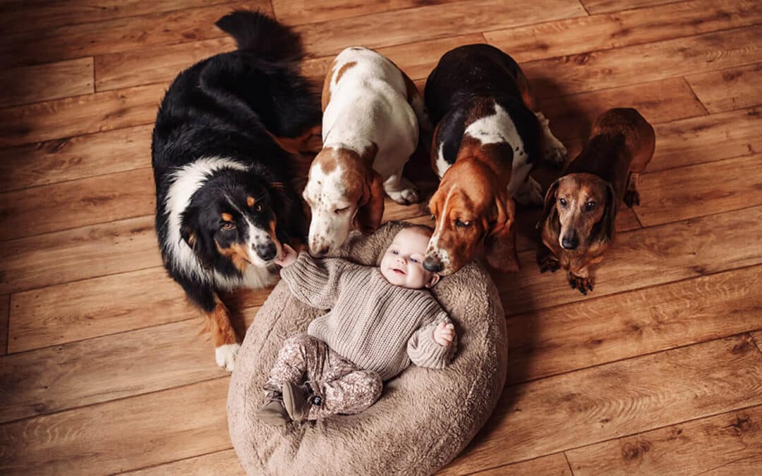 Newborn shoot met hond in Limburg