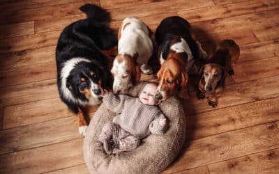 Newborn shoot met hond in Limburg